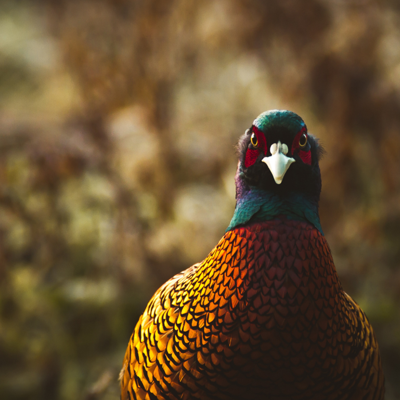 Pheasant.png